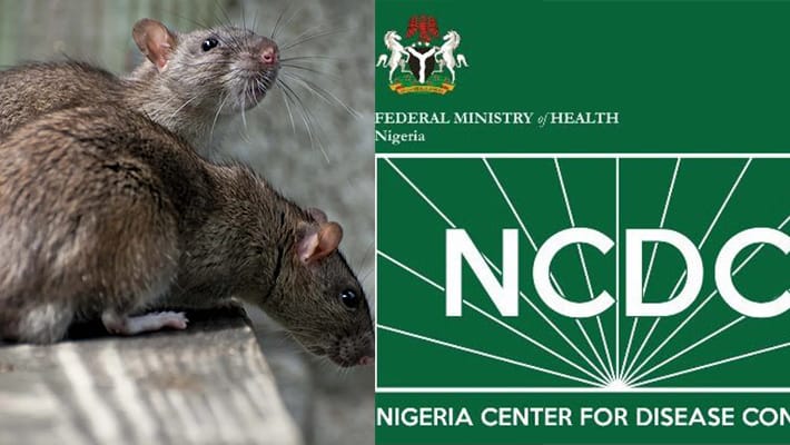 Fresh Lassa Fever Surge Hits Nigeria, 229 Dead, Cases Hit 963 Fresh Lassa Fever Surge Hits Nigeria, 229 Dead, Cases Hit 963