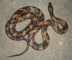 FG Releases N25m Anti-Snake Venom to Benue As Snakebite Deaths Rise FG Releases N25m Anti-Snake Venom to Benue As Snakebite Deaths Rise